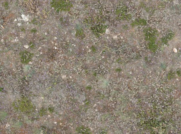 Green grass texture growing in patches among a netting of dried white weeds and small purple flowers that covers the ground. A few white stones are visible in the weeds.